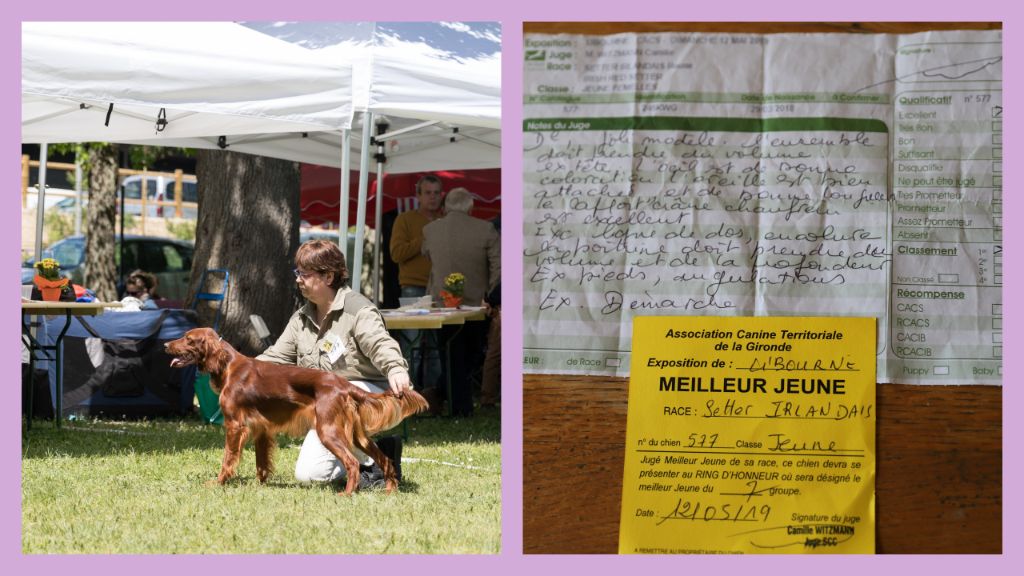 Du Petit Bois De La Vaslière - expo nationale Libourne 12 mai 2019