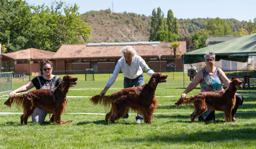 Du Petit Bois De La Vaslière - expo de cahors 31 juillet 2022