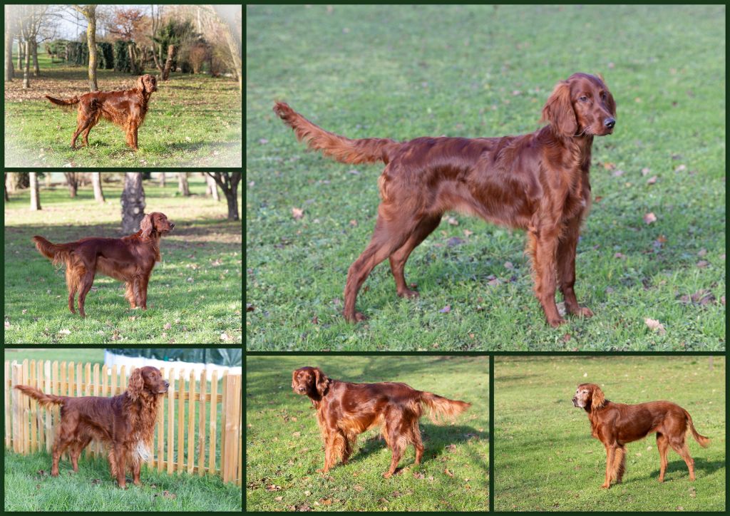 Du Petit Bois De La Vaslière - notre petite famille : Flamme, Hootch, Malisse, Nessy, On Holidays et 