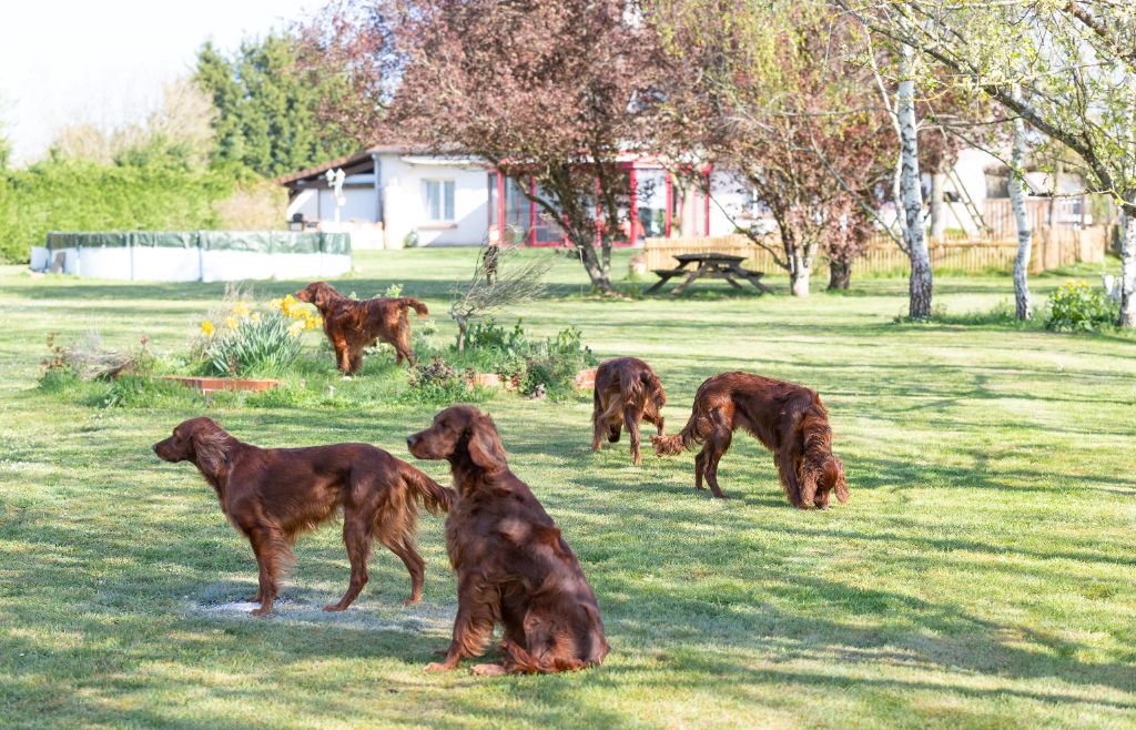 Du Petit Bois De La Vaslière - c'est le printemps ! 