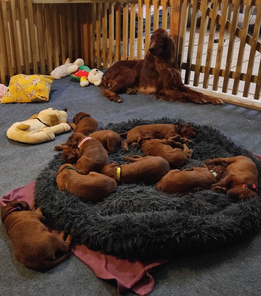 Du Petit Bois De La Vaslière - repos pour la p'tite famille