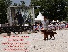  - grand prix du chien de chasse - game fair 2022