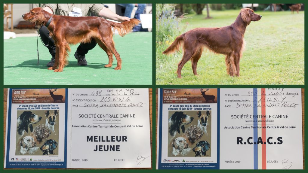 Du Petit Bois De La Vaslière - expo des chiens de chasse du game fair ...