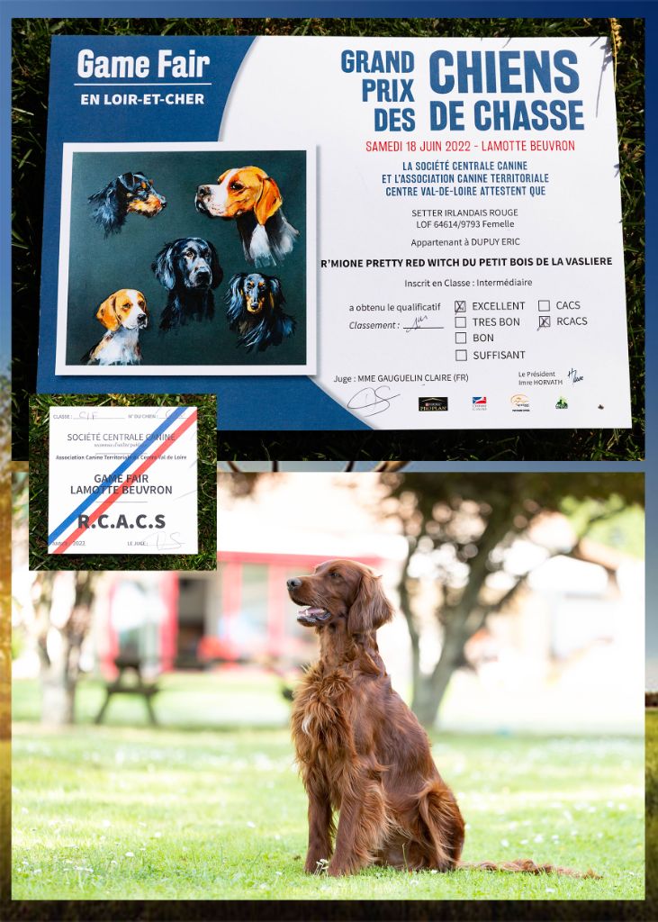 Du Petit Bois De La Vaslière - grand prix des chiens de chasse - game fair juin 2022