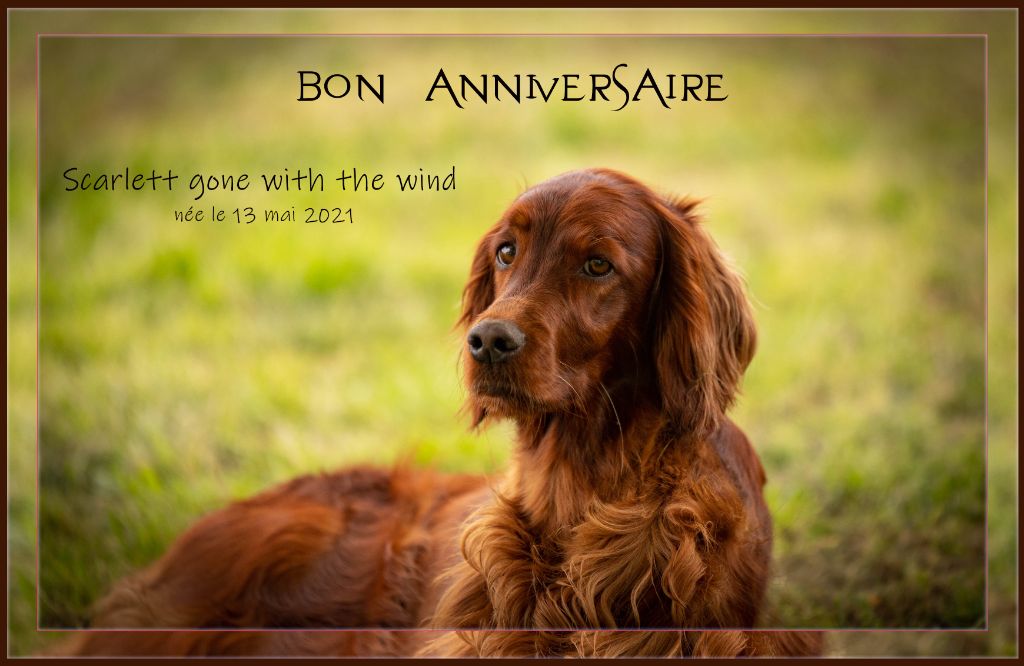 Du Petit Bois De La Vaslière - bon anniversaire . . . 