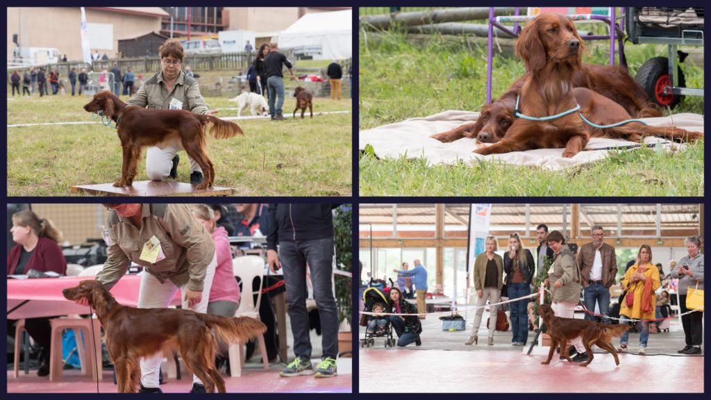 Du Petit Bois De La Vaslière - expo natinale villeneuve sur lot 26 mai 2019