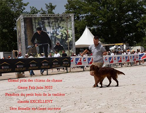 Du Petit Bois De La Vaslière - grand prix du chien de chasse - game fair 2022