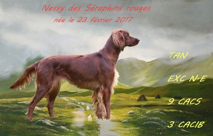 Nessy Des seraphins rouges