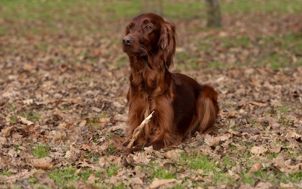 R'mione pretty red witch du Du Petit Bois De La Vaslière