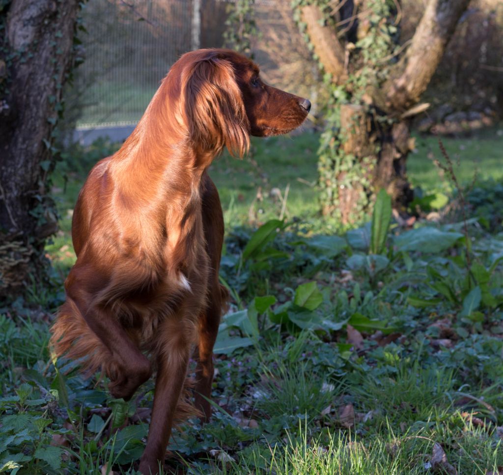 Nessy Des seraphins rouges