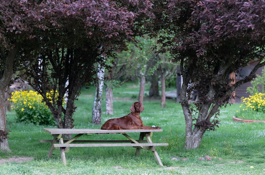 R'mione pretty red witch du Du Petit Bois De La Vaslière