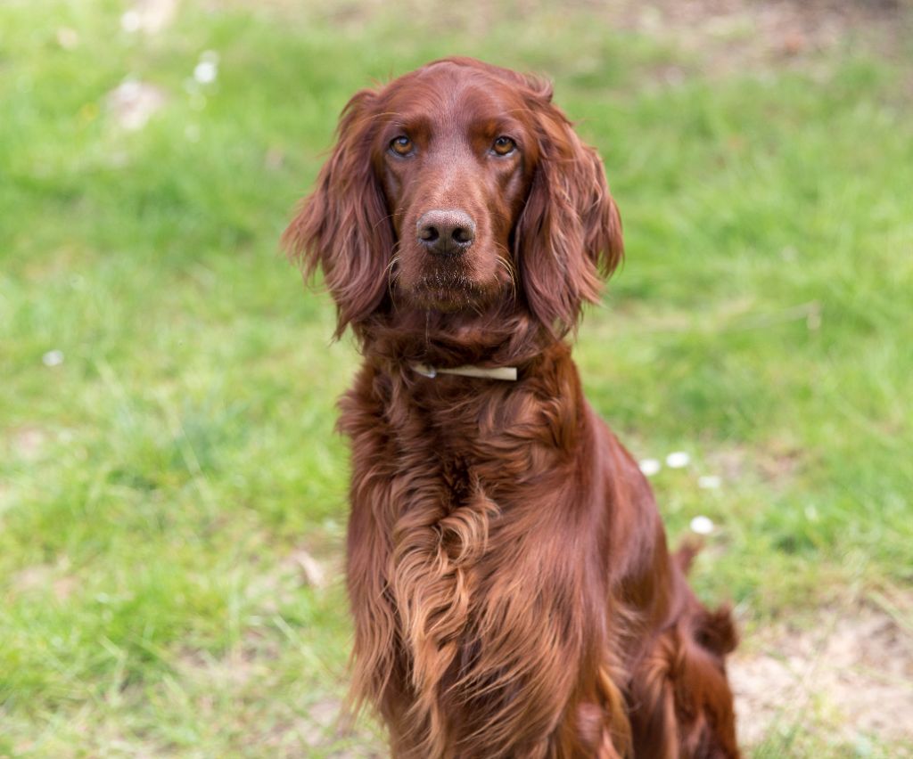 Malisse De L'anneau Du Kerry