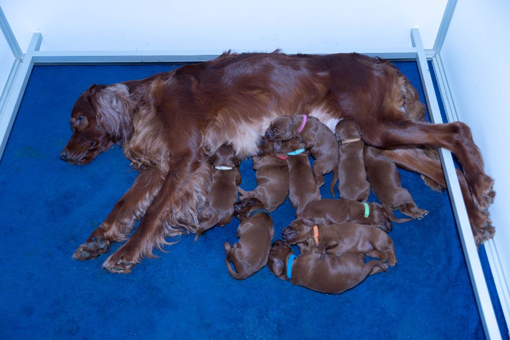 chiot Setter irlandais rouge Du Petit Bois De La Vaslière