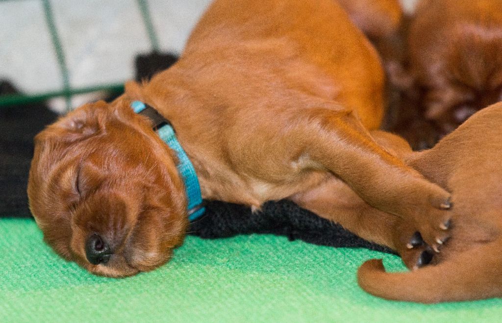 Elevage Petit Bois De La Vaslière - eleveur de chiens Setter irlandais rouge