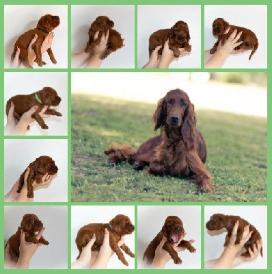 Petit Bois De La Vaslière - Setter irlandais rouge - Portée née le 10/10/2022