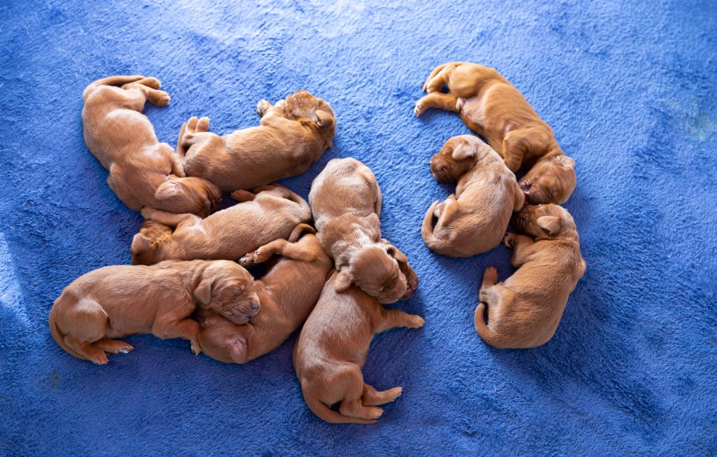 chiot Setter irlandais rouge Du Petit Bois De La Vaslière