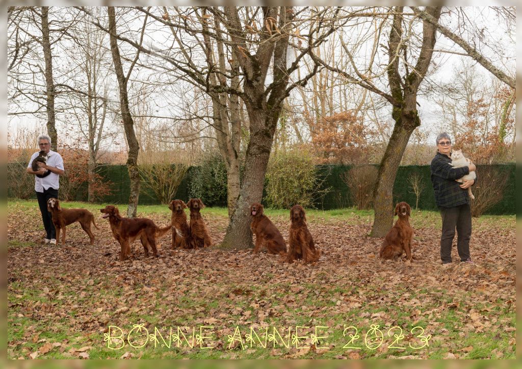 Elevage Petit Bois De La Vaslière - eleveur de chiens Setter irlandais rouge