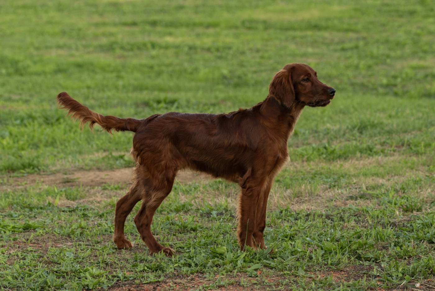 AISLINN Du Petit Bois De La Vaslière