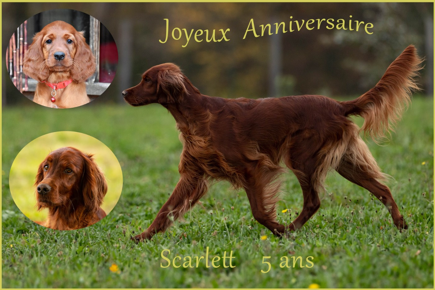 Du Petit Bois De La Vaslière - Joyeux anniversaire