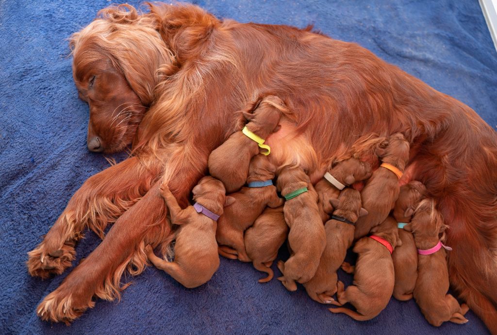 Du Petit Bois De La Vaslière - Setter irlandais rouge - Portée née le 09/02/2025