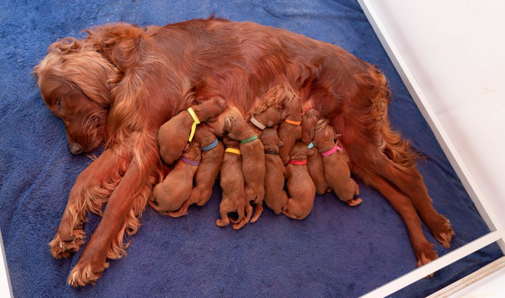 Du Petit Bois De La Vaslière - Chiots disponibles - Setter irlandais rouge