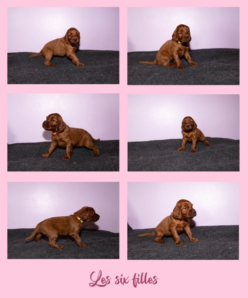 Du Petit Bois De La Vaslière - Chiots disponibles - Setter irlandais rouge