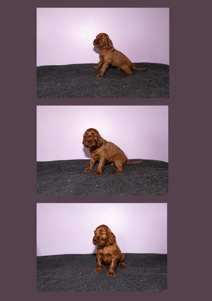 Du Petit Bois De La Vaslière - Chiots disponibles - Setter irlandais rouge