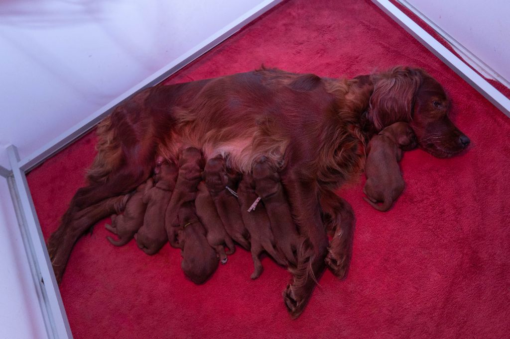 Du Petit Bois De La Vaslière - Chiots disponibles - Setter irlandais rouge