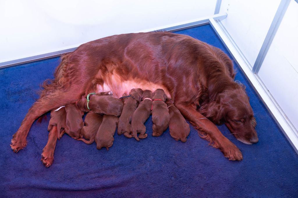 Du Petit Bois De La Vaslière - Chiots disponibles - Setter irlandais rouge