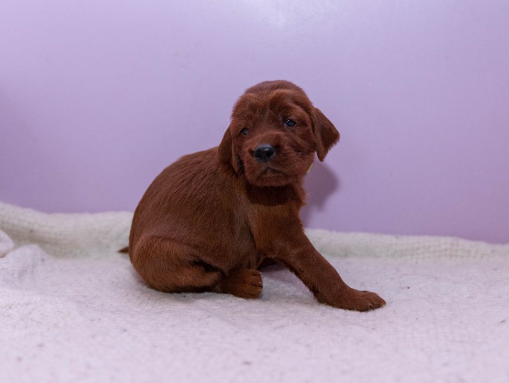 Du Petit Bois De La Vaslière - Chiots disponibles - Setter irlandais rouge